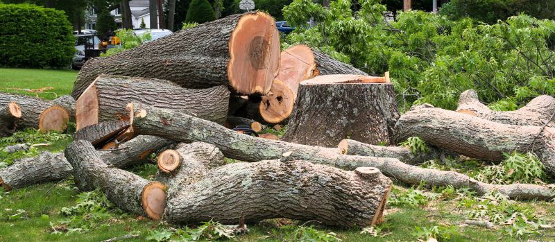 Birch Tree Removal in San Jose, CA