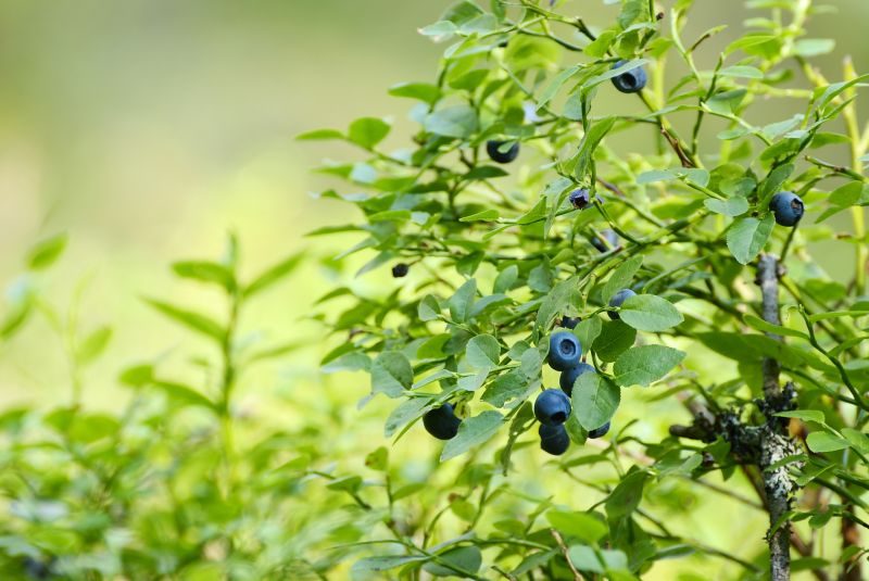 Blackberry Bush Removal in Ventura County, CA
