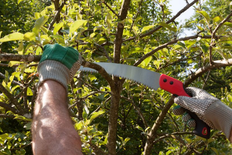 Elm Tree Removal in Pottstown, PA