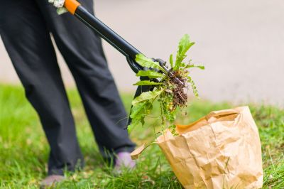 Garden Deweeding in Honolulu, HI