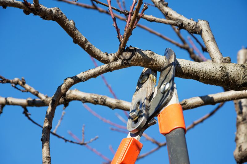 Magnolia Tree Pruning in Doylestown, PA