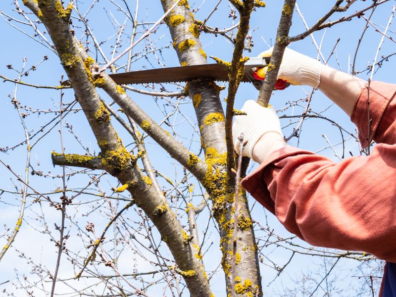 River Birch Trimming in San Jose, CA