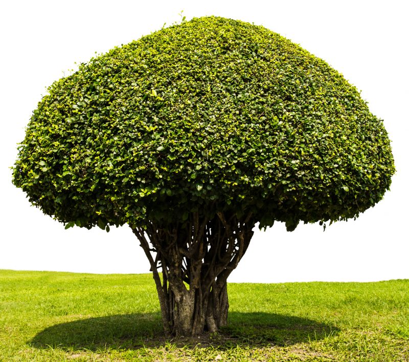 Trimmed Shrub with Rounded Shape