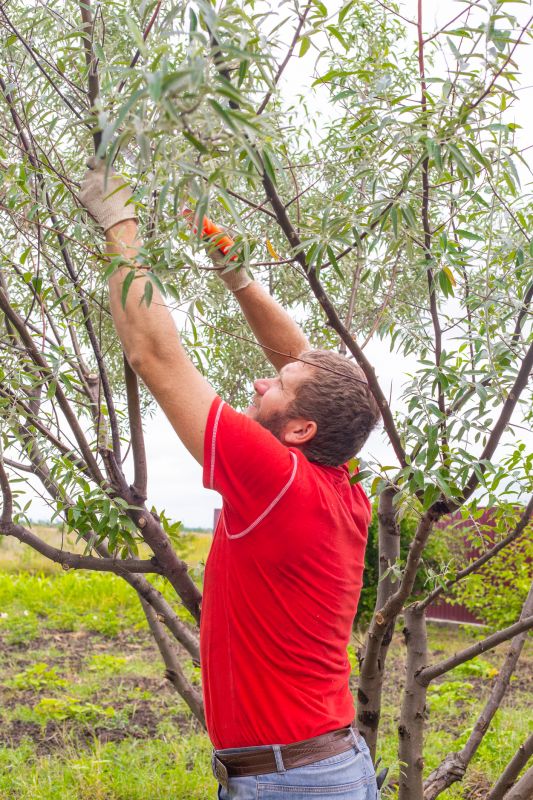 Tree Pruning in Allentown, PA