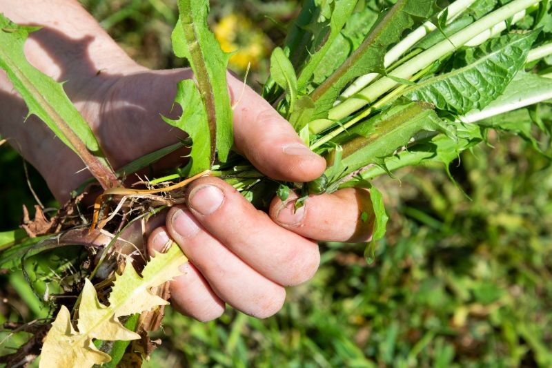 Weeding Service in Honolulu, HI